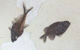 Framed Phareodus & Diplomystus Fossil Fish - Wyoming #62792-1